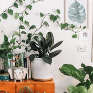 plants