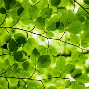 green leaves